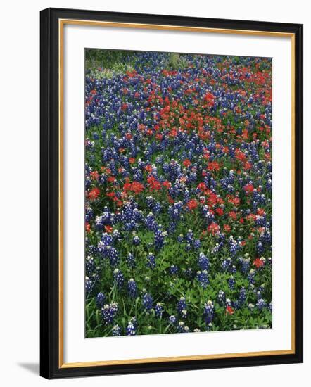 Bluebonnets, Hill Country, Texas, USA-Dee Ann Pederson-Framed Photographic Print