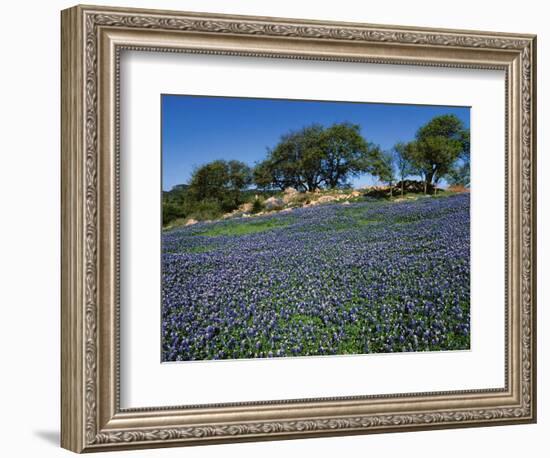 Bluebonnets, Hill Country, Texas, USA-Dee Ann Pederson-Framed Photographic Print