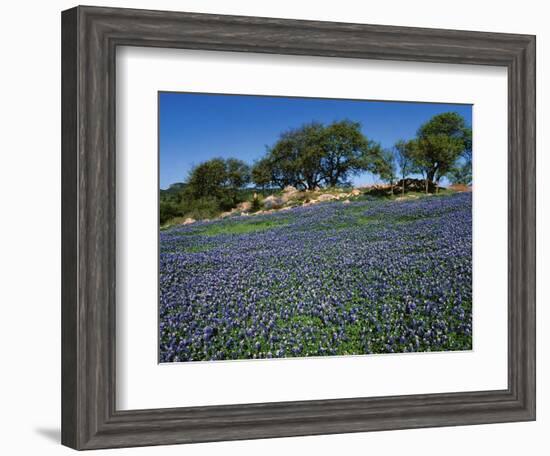 Bluebonnets, Hill Country, Texas, USA-Dee Ann Pederson-Framed Photographic Print