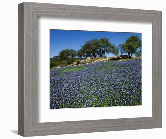 Bluebonnets, Hill Country, Texas, USA-Dee Ann Pederson-Framed Photographic Print