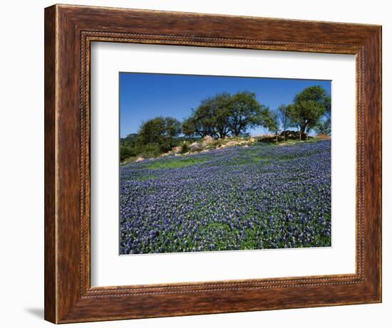 Bluebonnets, Hill Country, Texas, USA-Dee Ann Pederson-Framed Photographic Print