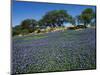 Bluebonnets, Hill Country, Texas, USA-Dee Ann Pederson-Mounted Photographic Print