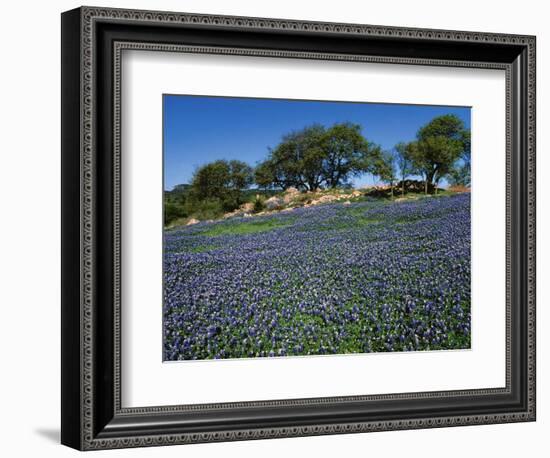 Bluebonnets, Hill Country, Texas, USA-Dee Ann Pederson-Framed Photographic Print