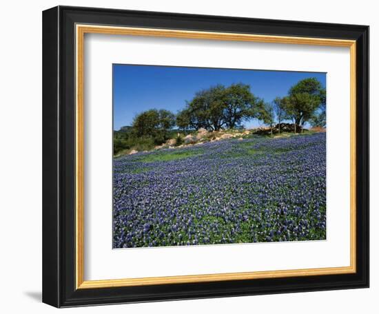 Bluebonnets, Hill Country, Texas, USA-Dee Ann Pederson-Framed Photographic Print