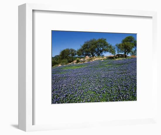 Bluebonnets, Hill Country, Texas, USA-Dee Ann Pederson-Framed Photographic Print