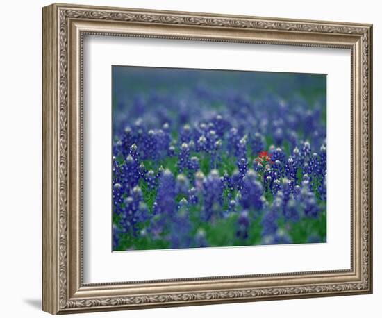 Bluebonnets, Hill Country, Texas, USA-Dee Ann Pederson-Framed Photographic Print