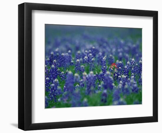 Bluebonnets, Hill Country, Texas, USA-Dee Ann Pederson-Framed Photographic Print