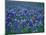 Bluebonnets, Hill Country, Texas, USA-Dee Ann Pederson-Mounted Photographic Print