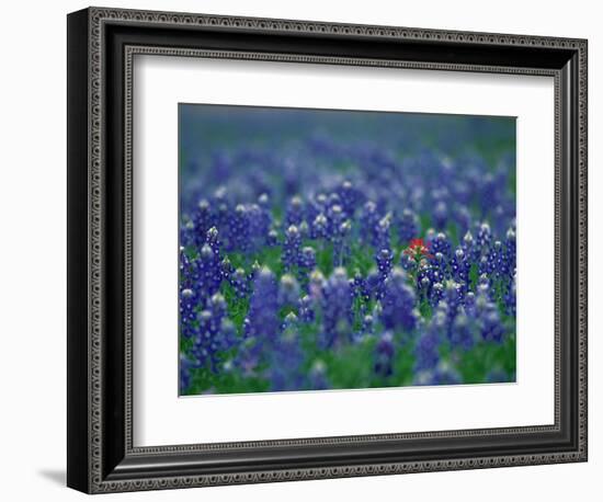 Bluebonnets, Hill Country, Texas, USA-Dee Ann Pederson-Framed Photographic Print