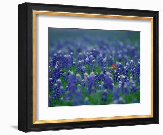 Bluebonnets, Hill Country, Texas, USA-Dee Ann Pederson-Framed Photographic Print