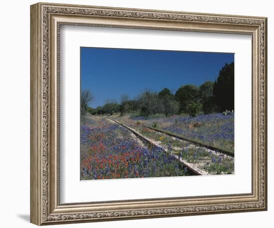 Bluebonnets, Hill Country, Texas, USA-Dee Ann Pederson-Framed Photographic Print