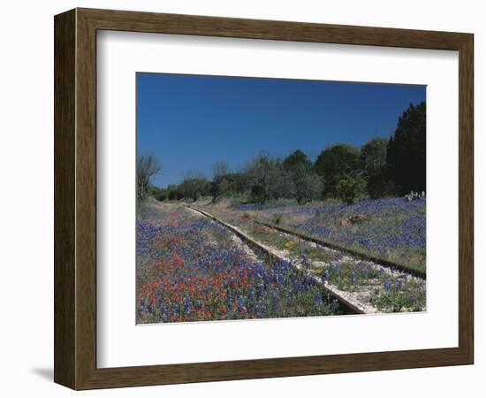 Bluebonnets, Hill Country, Texas, USA-Dee Ann Pederson-Framed Photographic Print