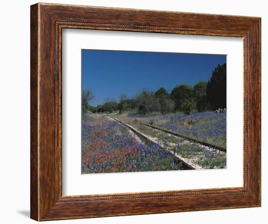 Bluebonnets, Hill Country, Texas, USA-Dee Ann Pederson-Framed Photographic Print