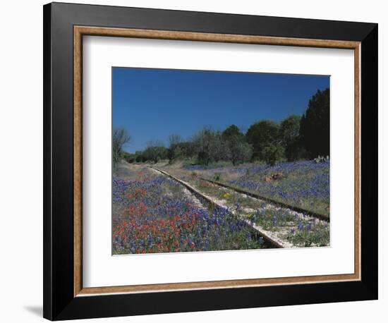 Bluebonnets, Hill Country, Texas, USA-Dee Ann Pederson-Framed Photographic Print