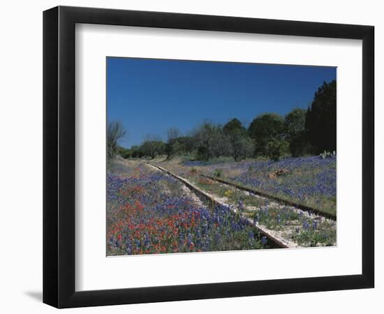 Bluebonnets, Hill Country, Texas, USA-Dee Ann Pederson-Framed Photographic Print