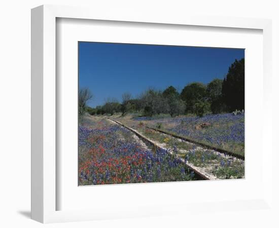 Bluebonnets, Hill Country, Texas, USA-Dee Ann Pederson-Framed Photographic Print