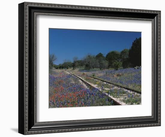 Bluebonnets, Hill Country, Texas, USA-Dee Ann Pederson-Framed Photographic Print