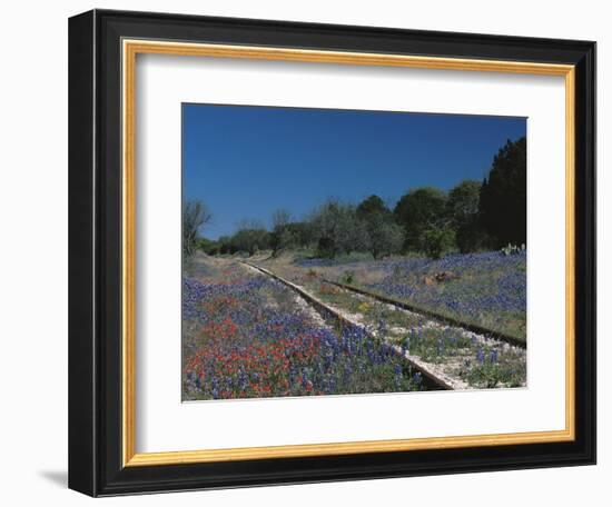 Bluebonnets, Hill Country, Texas, USA-Dee Ann Pederson-Framed Photographic Print