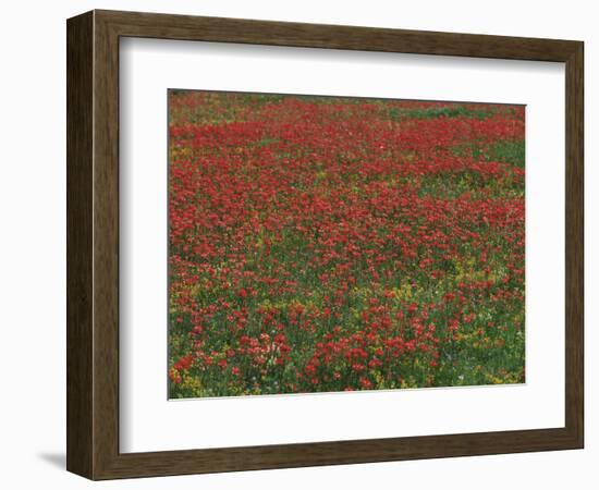 Bluebonnets, Hill Country, Texas, USA-Dee Ann Pederson-Framed Photographic Print