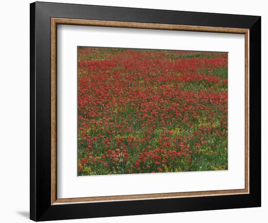 Bluebonnets, Hill Country, Texas, USA-Dee Ann Pederson-Framed Photographic Print