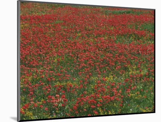 Bluebonnets, Hill Country, Texas, USA-Dee Ann Pederson-Mounted Photographic Print