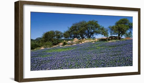 Bluebonnets, Hill Country, Texas, USA-Dee Ann Pederson-Framed Photographic Print