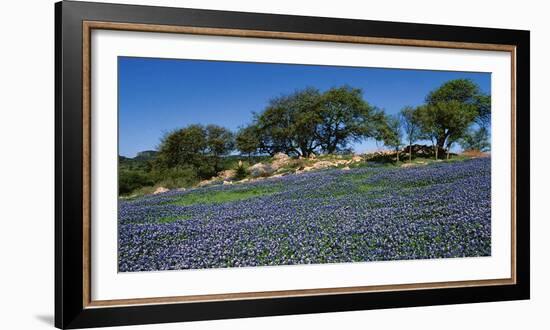 Bluebonnets, Hill Country, Texas, USA-Dee Ann Pederson-Framed Photographic Print