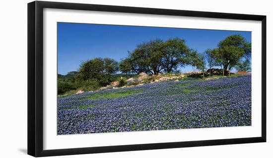 Bluebonnets, Hill Country, Texas, USA-Dee Ann Pederson-Framed Photographic Print