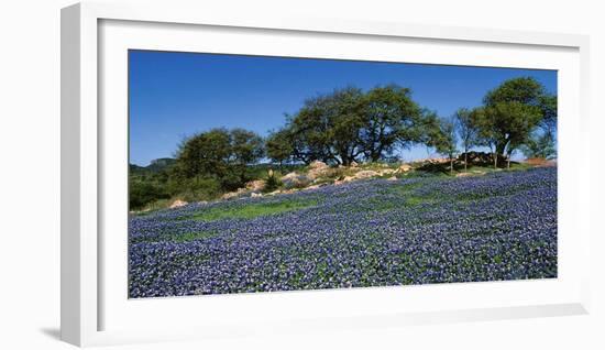 Bluebonnets, Hill Country, Texas, USA-Dee Ann Pederson-Framed Photographic Print