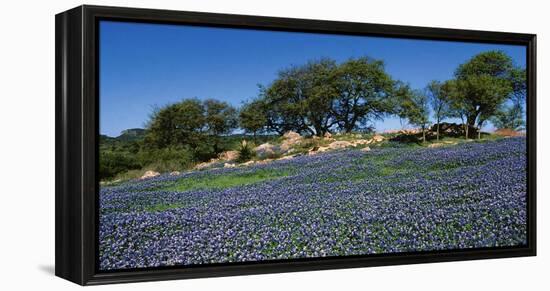 Bluebonnets, Hill Country, Texas, USA-Dee Ann Pederson-Framed Premier Image Canvas