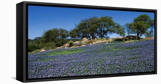 Bluebonnets, Hill Country, Texas, USA-Dee Ann Pederson-Framed Premier Image Canvas