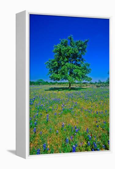 Bluebonnets in bloom with tree on hill, Spring Willow City Loop Road, TX-null-Framed Premier Image Canvas