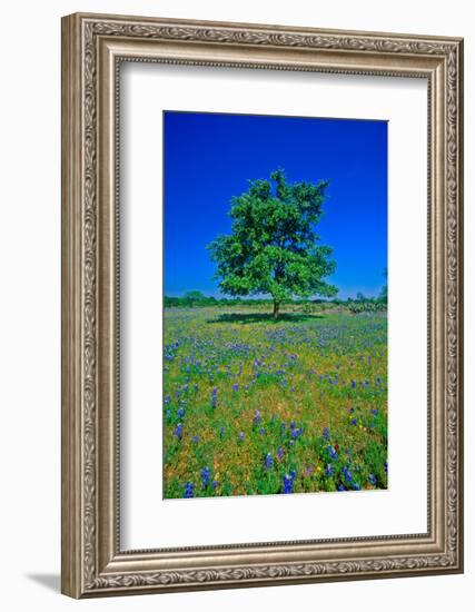 Bluebonnets in bloom with tree on hill, Spring Willow City Loop Road, TX-null-Framed Photographic Print