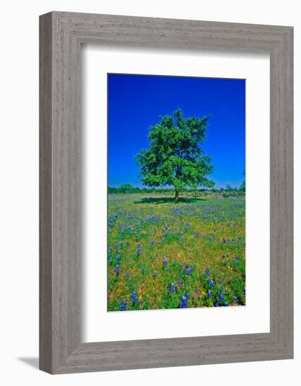 Bluebonnets in bloom with tree on hill, Spring Willow City Loop Road, TX-null-Framed Photographic Print