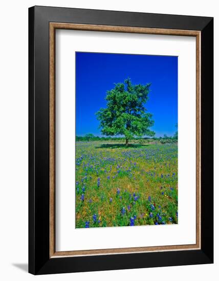 Bluebonnets in bloom with tree on hill, Spring Willow City Loop Road, TX-null-Framed Photographic Print