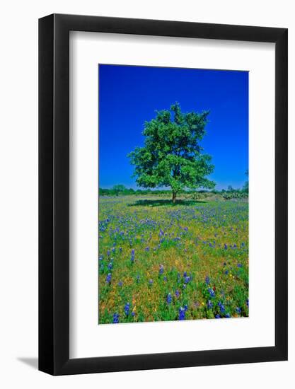 Bluebonnets in bloom with tree on hill, Spring Willow City Loop Road, TX-null-Framed Photographic Print