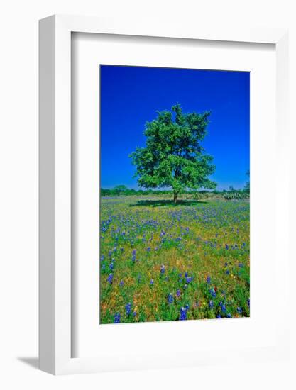 Bluebonnets in bloom with tree on hill, Spring Willow City Loop Road, TX-null-Framed Photographic Print