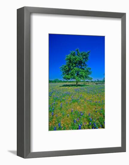 Bluebonnets in bloom with tree on hill, Spring Willow City Loop Road, TX-null-Framed Photographic Print