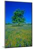 Bluebonnets in bloom with tree on hill, Spring Willow City Loop Road, TX-null-Mounted Photographic Print