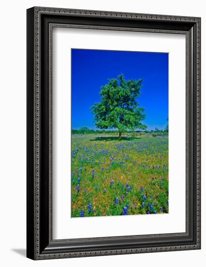 Bluebonnets in bloom with tree on hill, Spring Willow City Loop Road, TX-null-Framed Photographic Print