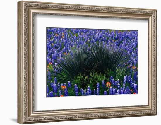 Bluebonnets Surrounding a Yucca Shrub-Darrell Gulin-Framed Photographic Print