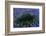 Bluebonnets Surrounding a Yucca Shrub-Darrell Gulin-Framed Photographic Print