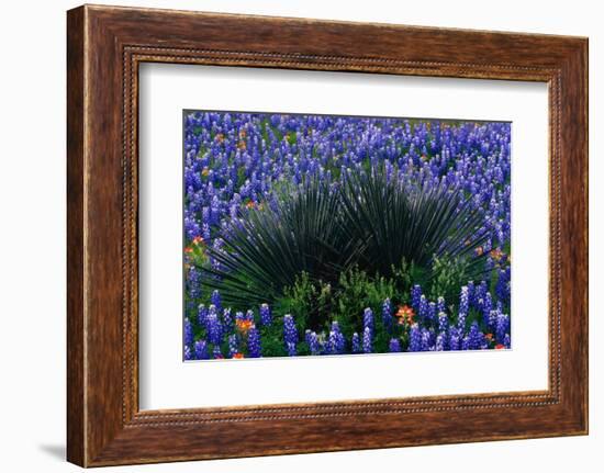 Bluebonnets Surrounding a Yucca Shrub-Darrell Gulin-Framed Photographic Print