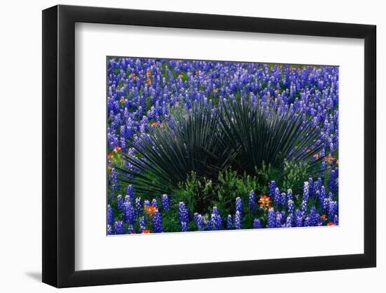 Bluebonnets Surrounding a Yucca Shrub-Darrell Gulin-Framed Photographic Print