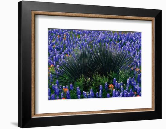 Bluebonnets Surrounding a Yucca Shrub-Darrell Gulin-Framed Photographic Print