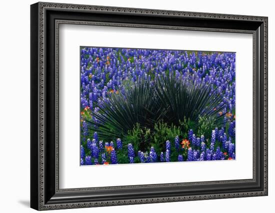 Bluebonnets Surrounding a Yucca Shrub-Darrell Gulin-Framed Photographic Print