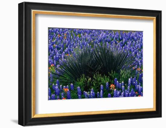 Bluebonnets Surrounding a Yucca Shrub-Darrell Gulin-Framed Photographic Print