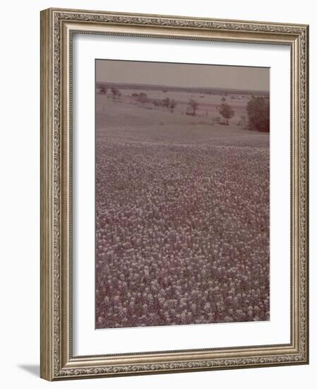 Bluebonnets, Texas-J^ R^ Eyerman-Framed Photographic Print