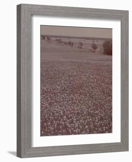 Bluebonnets, Texas-J^ R^ Eyerman-Framed Photographic Print