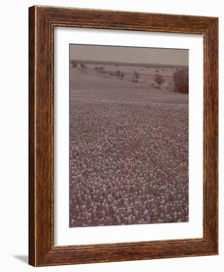 Bluebonnets, Texas-J^ R^ Eyerman-Framed Photographic Print